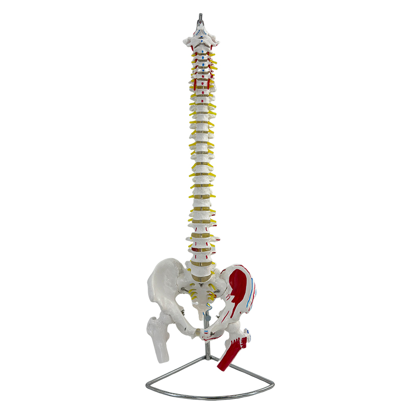 85cm muscle - colored spine with pelvis and femur-1