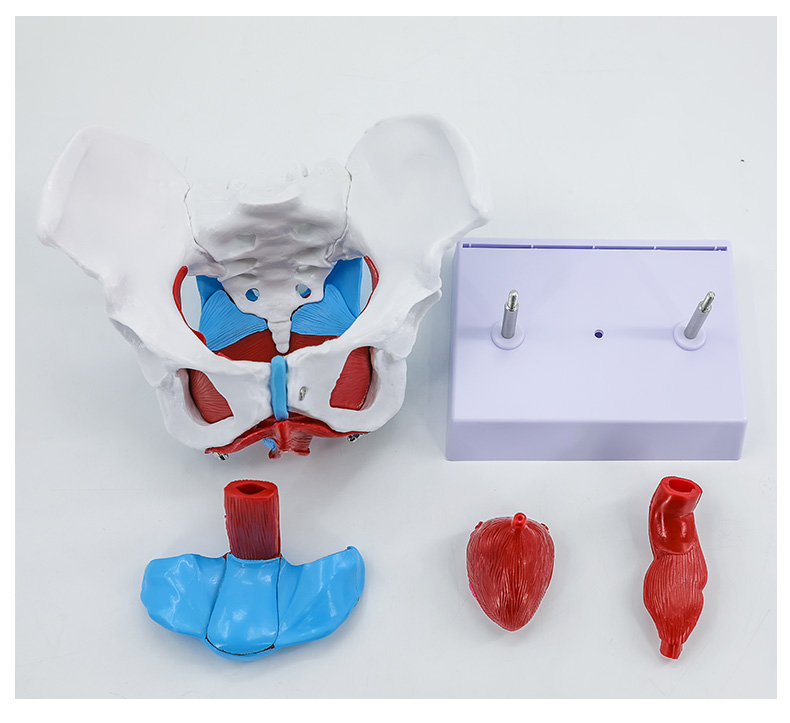 Female pelvic and pelvic floor muscle model - movable version-1