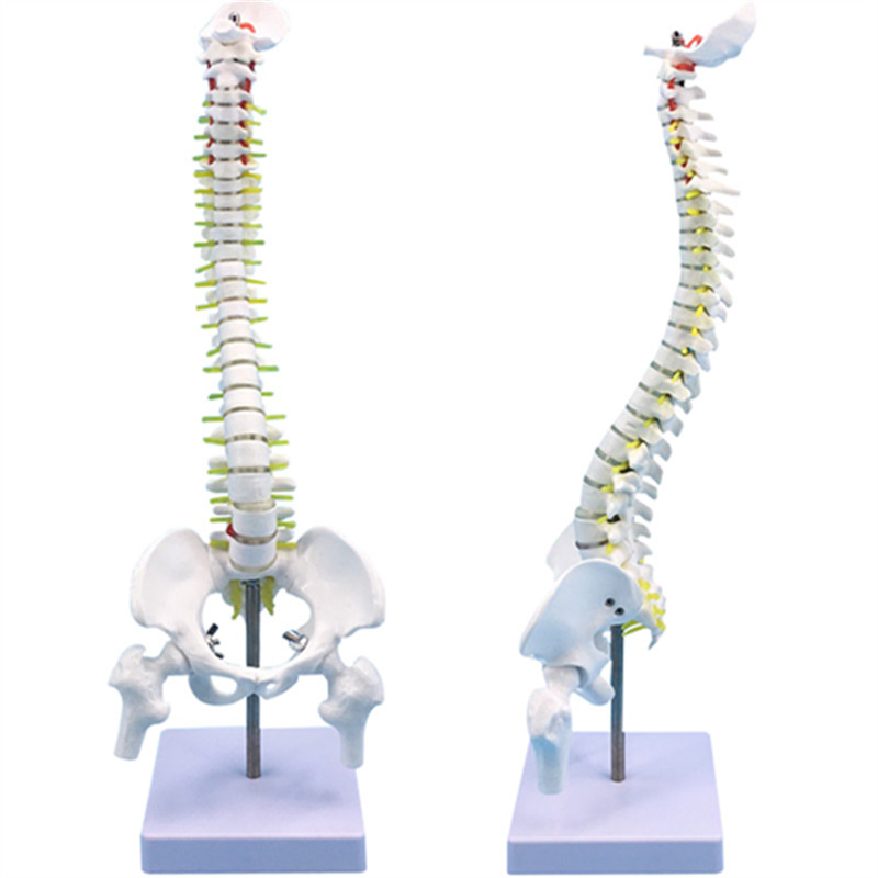 45cm vertical spine with femur-1