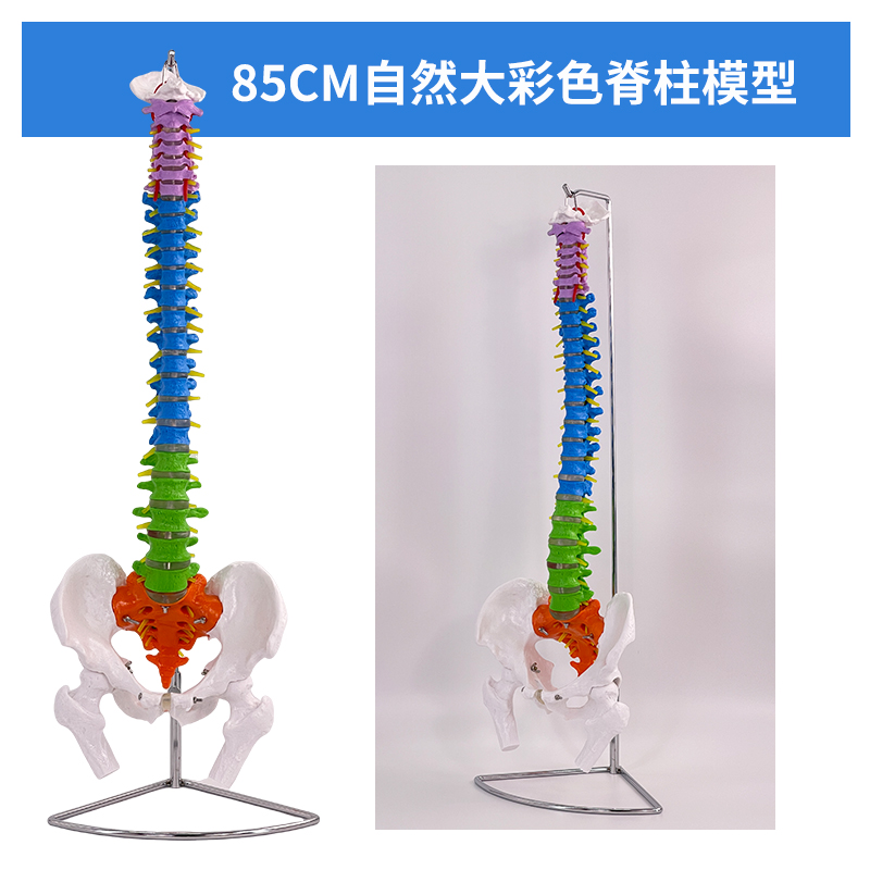 85cm color spine with pelvis and femur-0