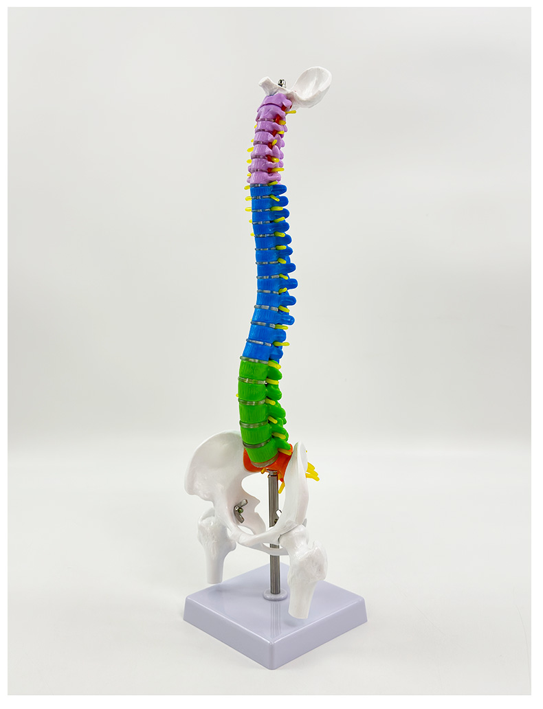 45cm vertical color spine-1