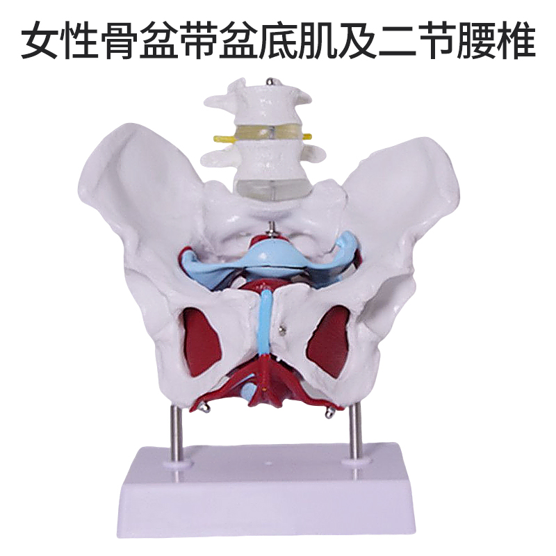 Pelvic floor muscle belt with two lumbar vertebrae-1