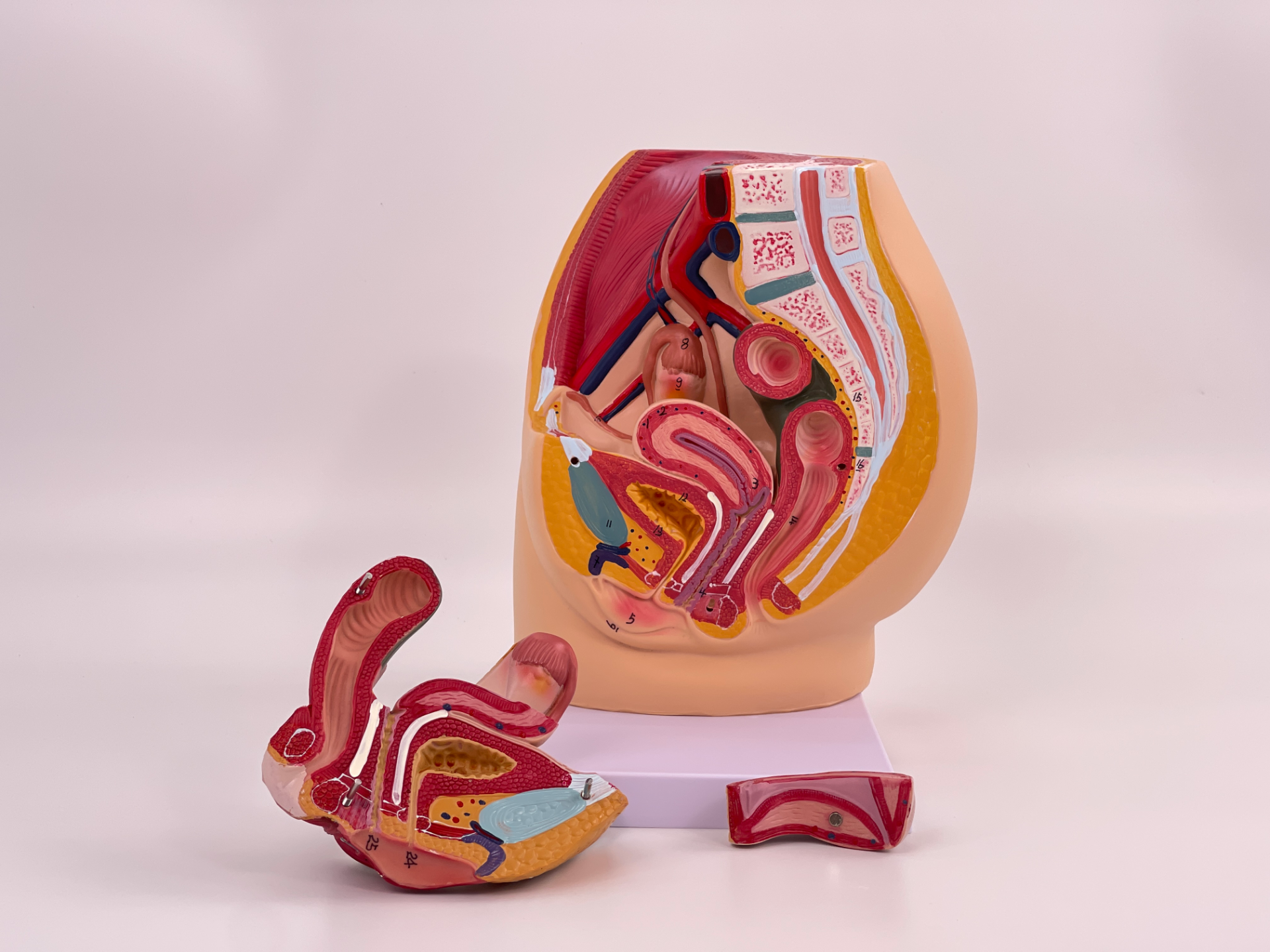 Female pelvic mid - sagittal section model (3 parts)-1