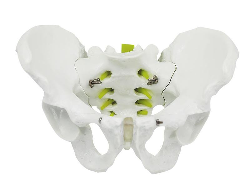 Natural adult male pelvic model-1