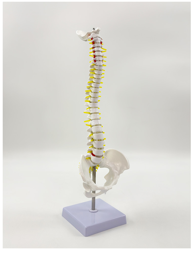 45cm vertical spine (without femur)-1