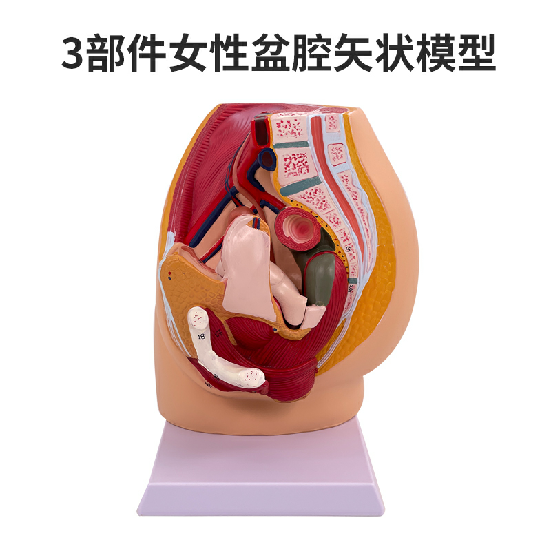 Female pelvic mid - sagittal section model (3 parts)-0