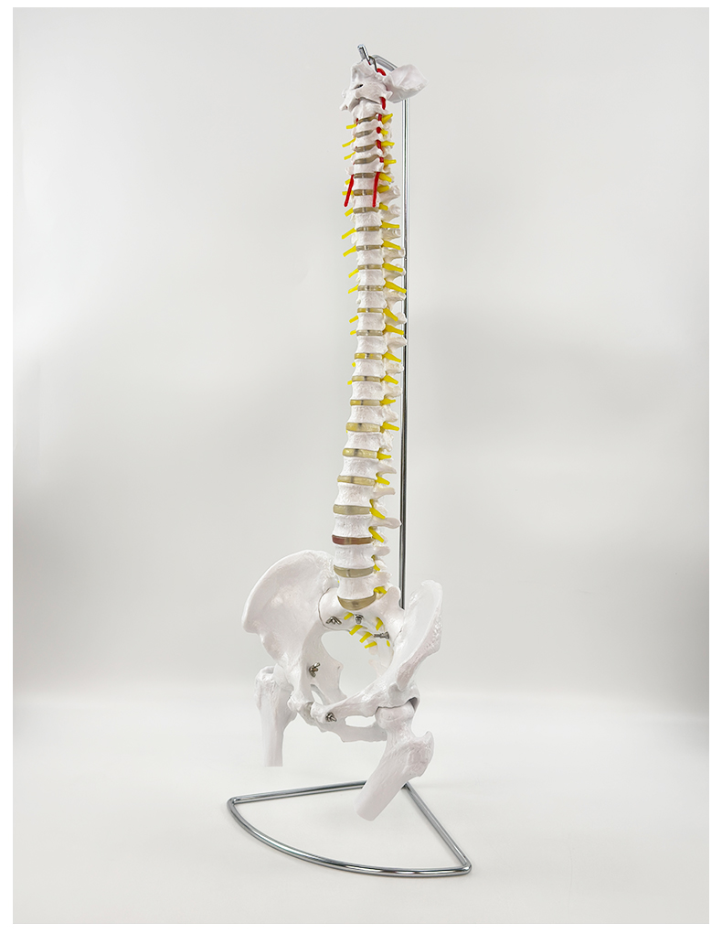 85cm spinal column with pelvis and femur-1