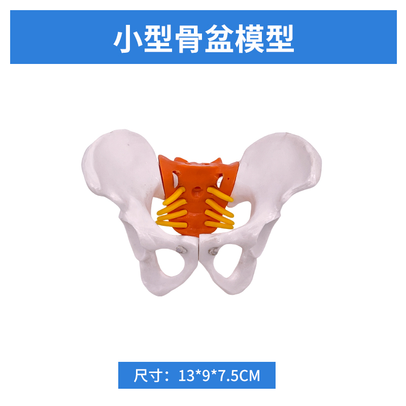 Small pelvic model-0