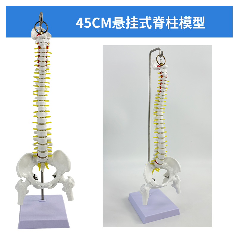 45cm hanging spinal column-0