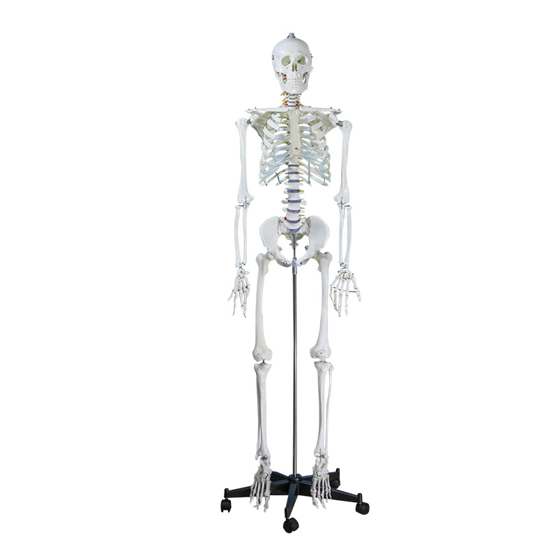 170 cm skeleton with nerve roots-1