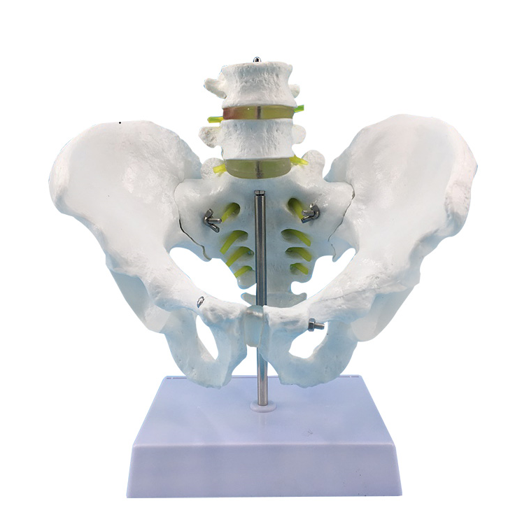 Natural large male pelvic girdle and two lumbar vertebrae-1