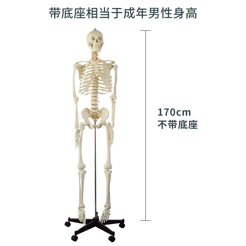 170CM skeleton (without nerves)-1