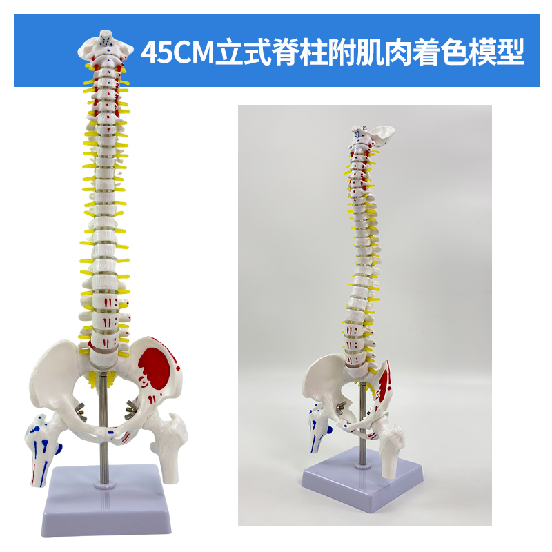 45cm vertical spine with colored muscles-0