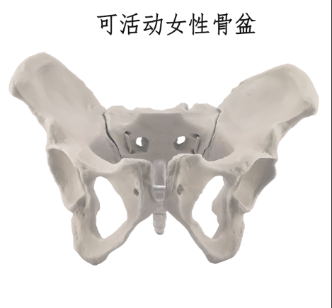 Movable female pelvic model-1