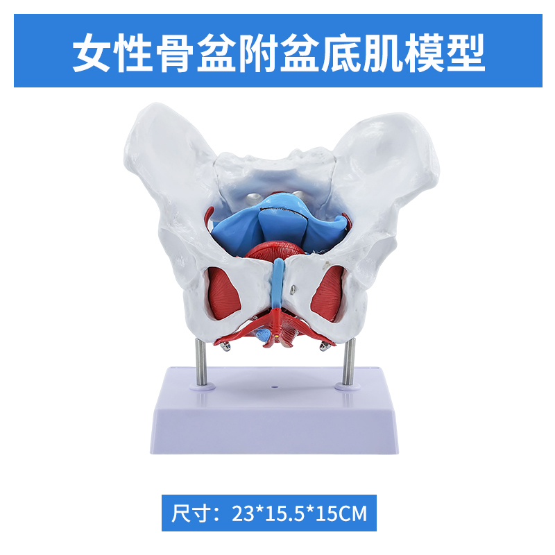 Female pelvic and pelvic floor muscle model - movable version-0
