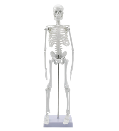 45cm bones-1