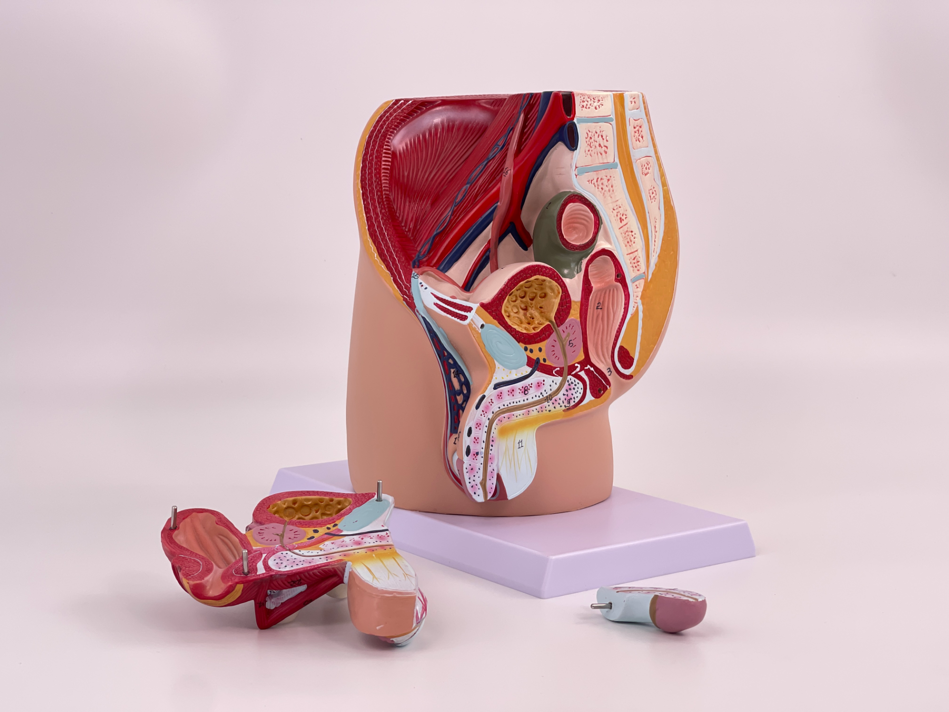 Male pelvic sagittal (4 parts)-1