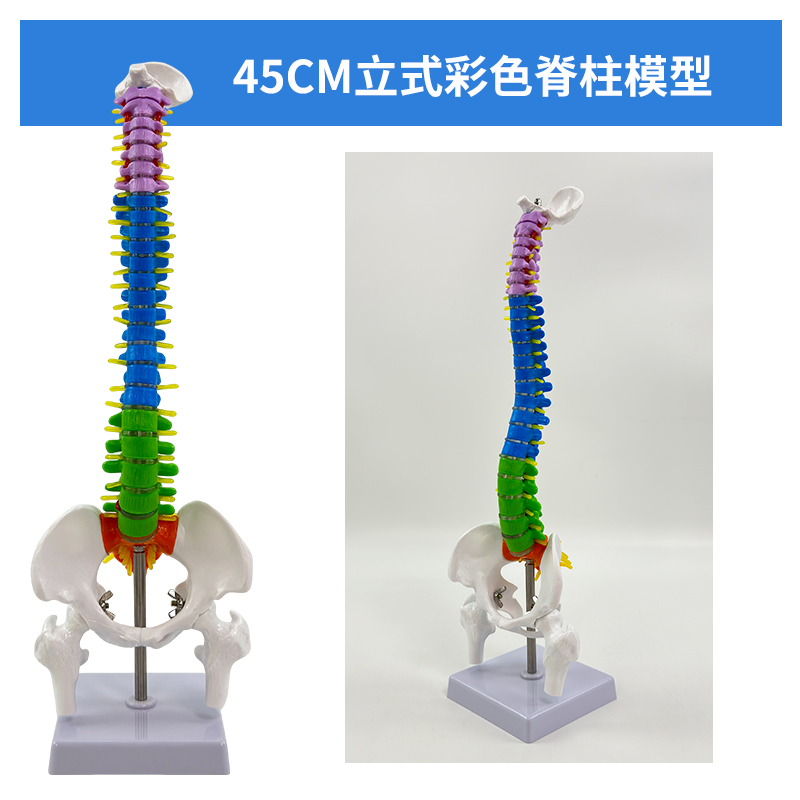 45cm vertical color spine-0