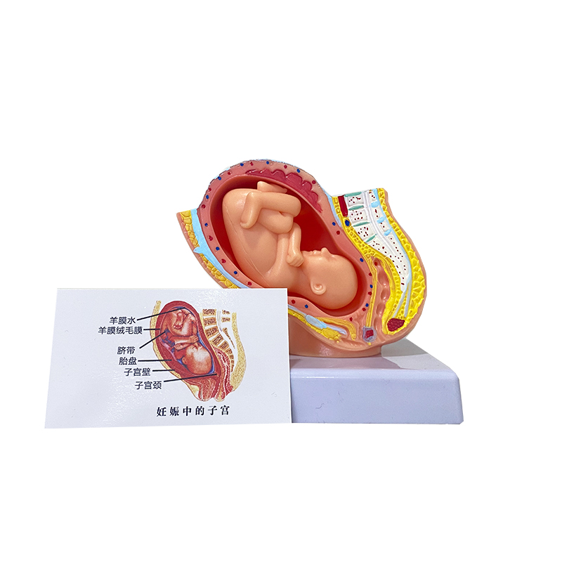Small nine - month pregnancy embryo model-1