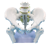 Natural large male pelvic girdle, two - segment lumbar spine, and femur-1