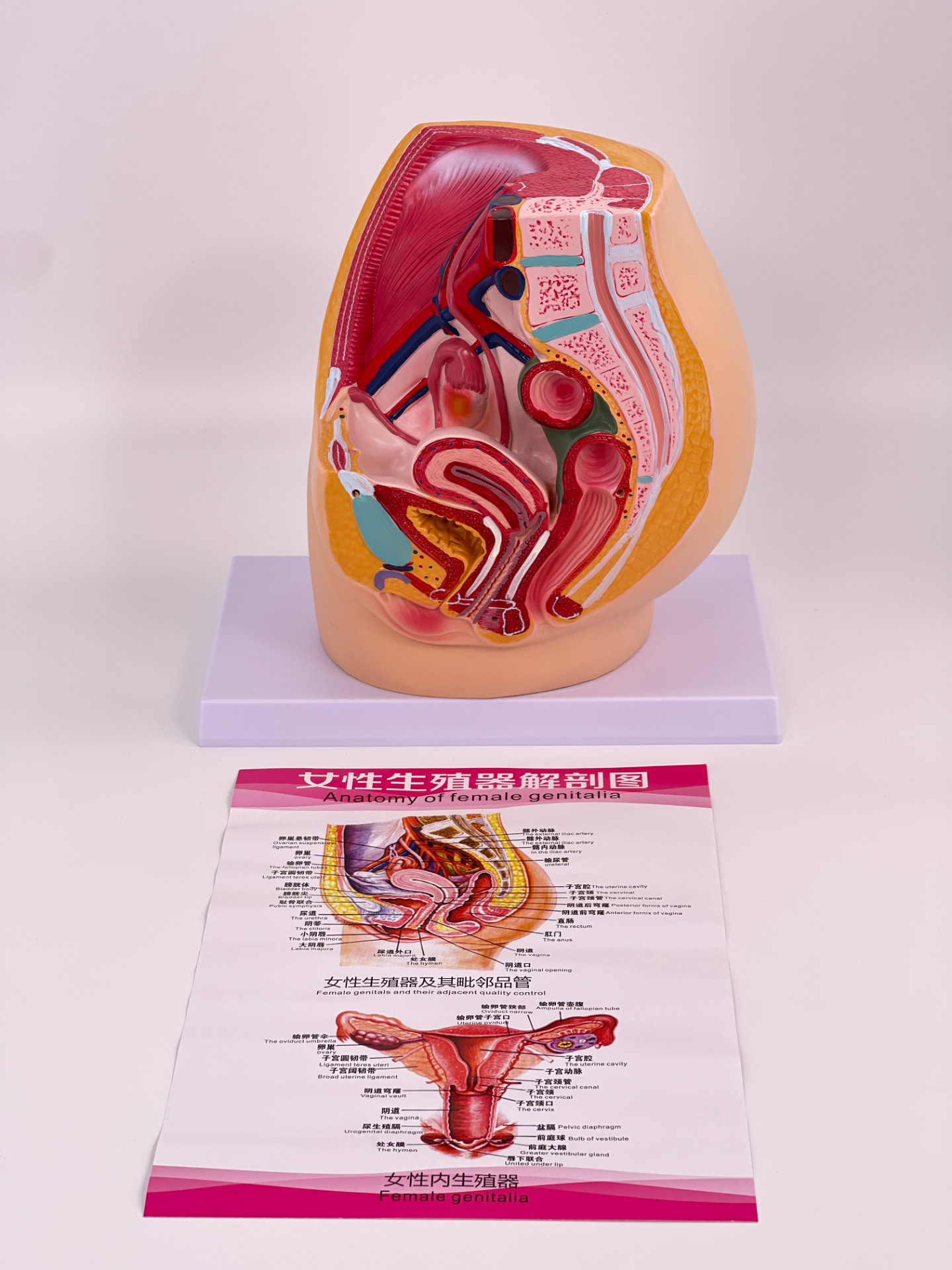 A component of the female pelvis-1