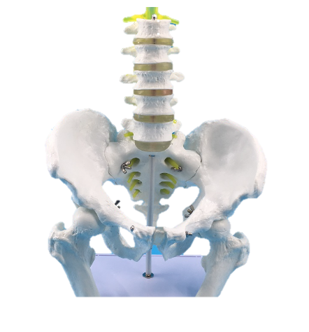 Natural large male pelvic girdle with five lumbar vertebrae and femurs-1