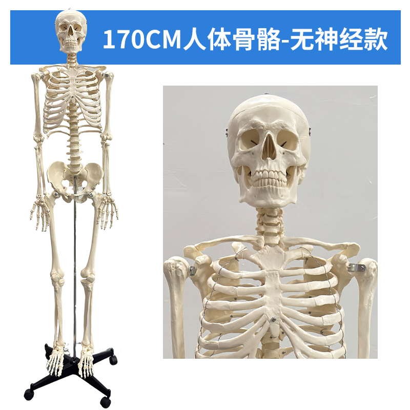 170CM skeleton (without nerves)-0