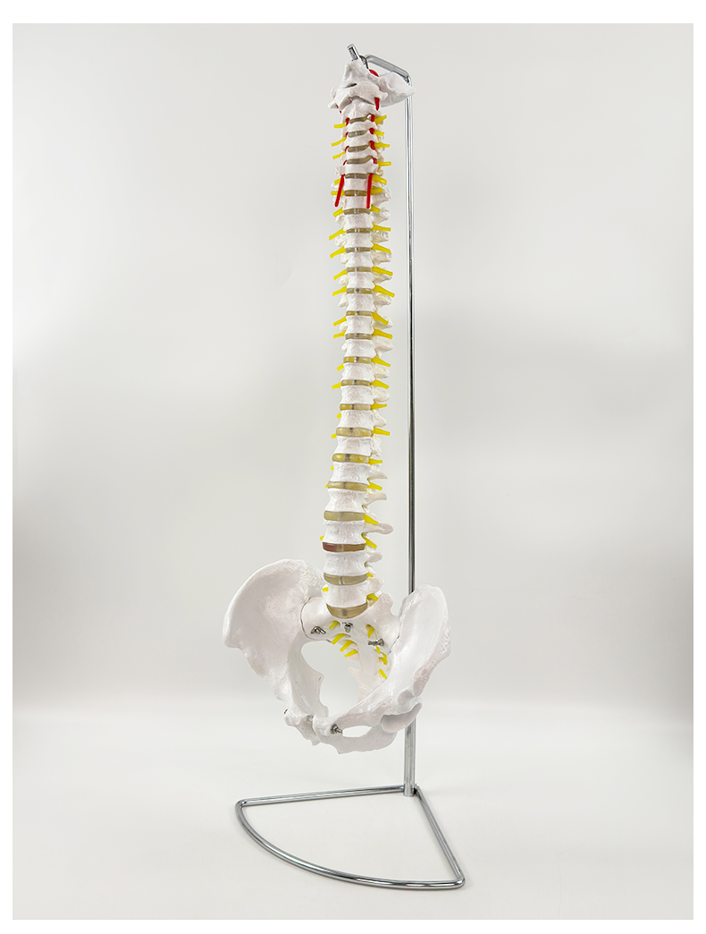 85cm spinal column with pelvis-1