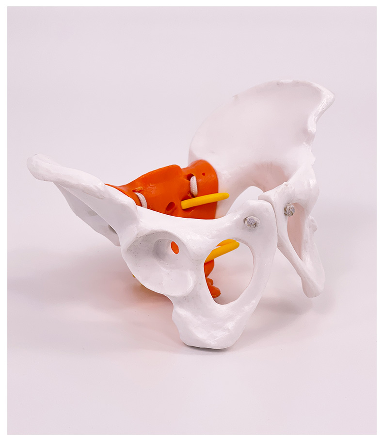 Small pelvic model-1