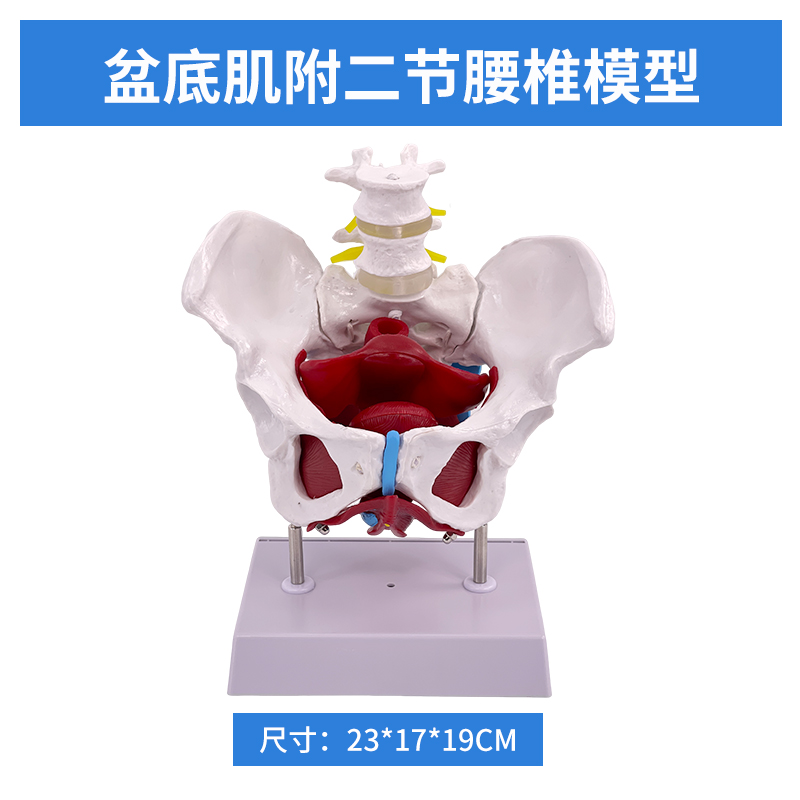 Pelvic floor muscle belt with two lumbar vertebrae-0