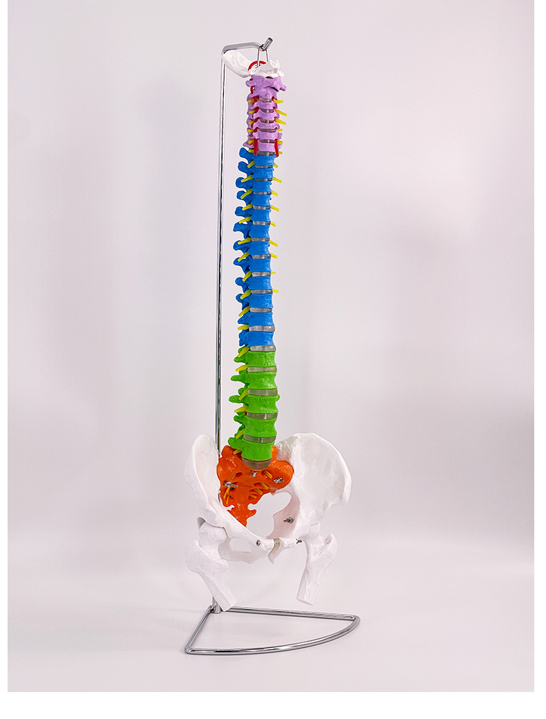 85cm color spine with pelvis and femur-1
