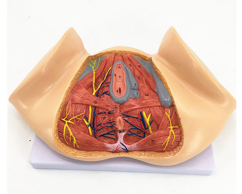 Female perineum anatomical model-0
