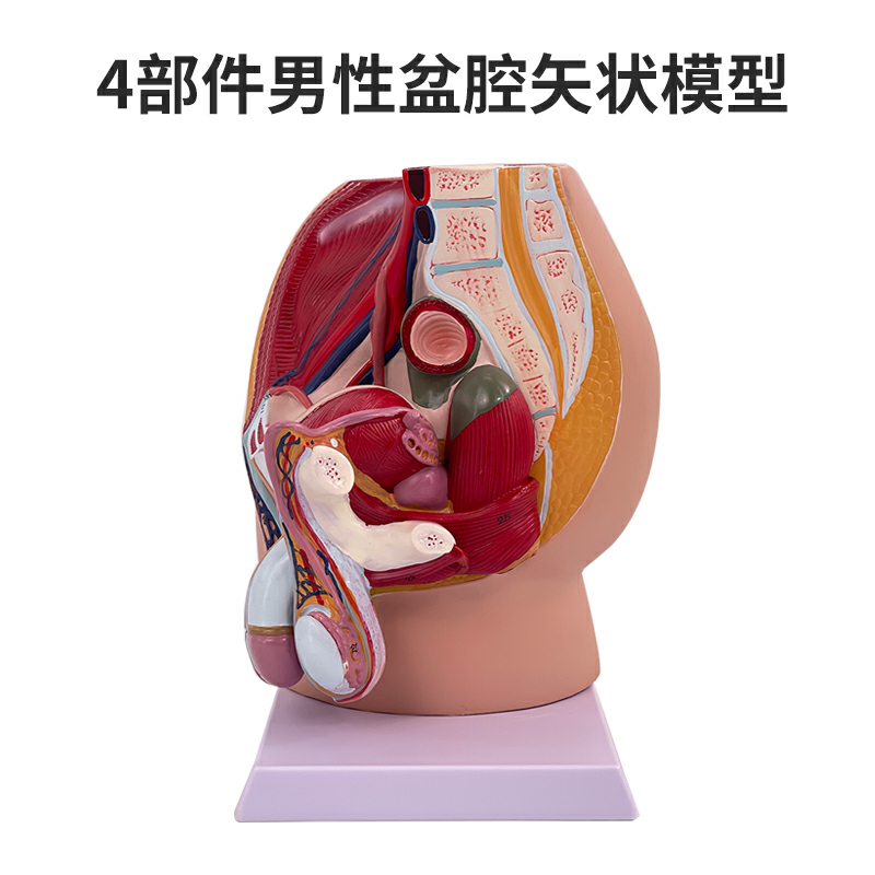 Male pelvic sagittal (4 parts)-0