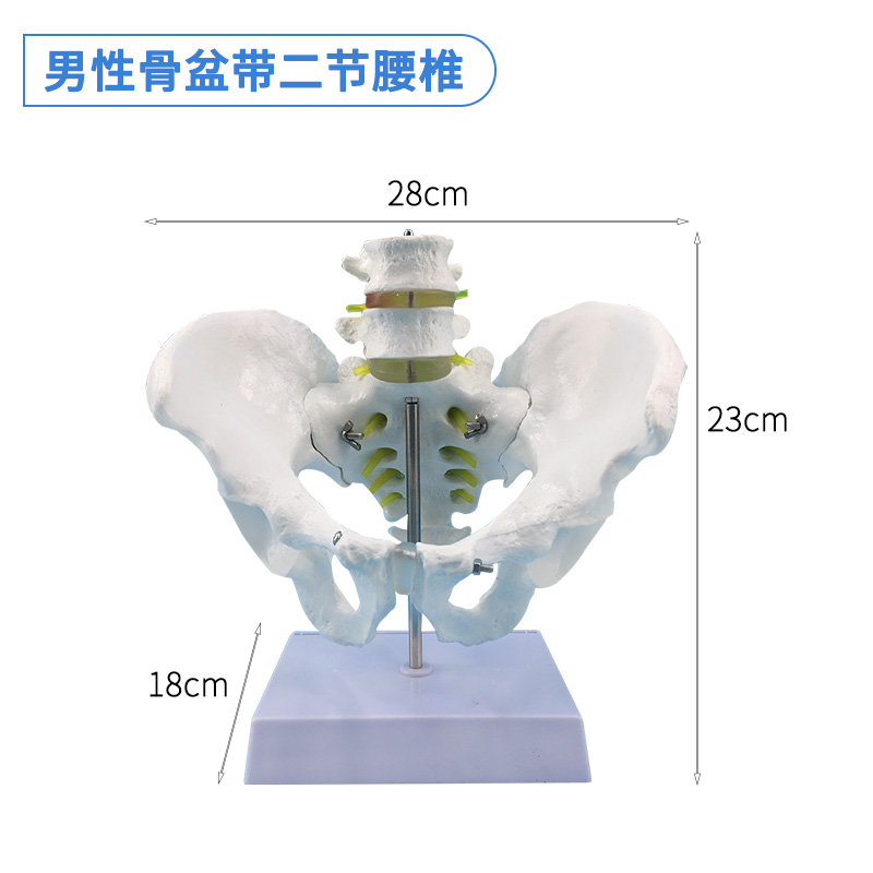 Natural large male pelvic girdle and two lumbar vertebrae-0