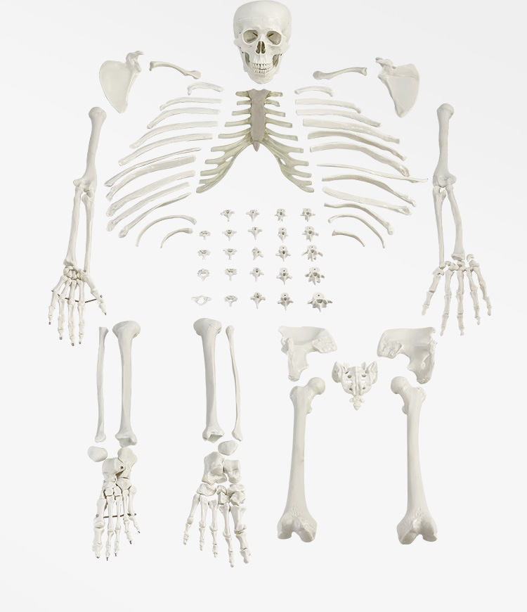 170CM loose bones-1