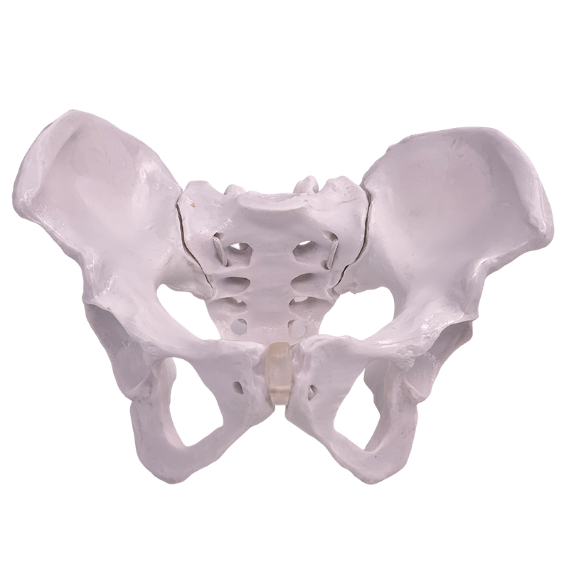 Natural large female pelvic model-1