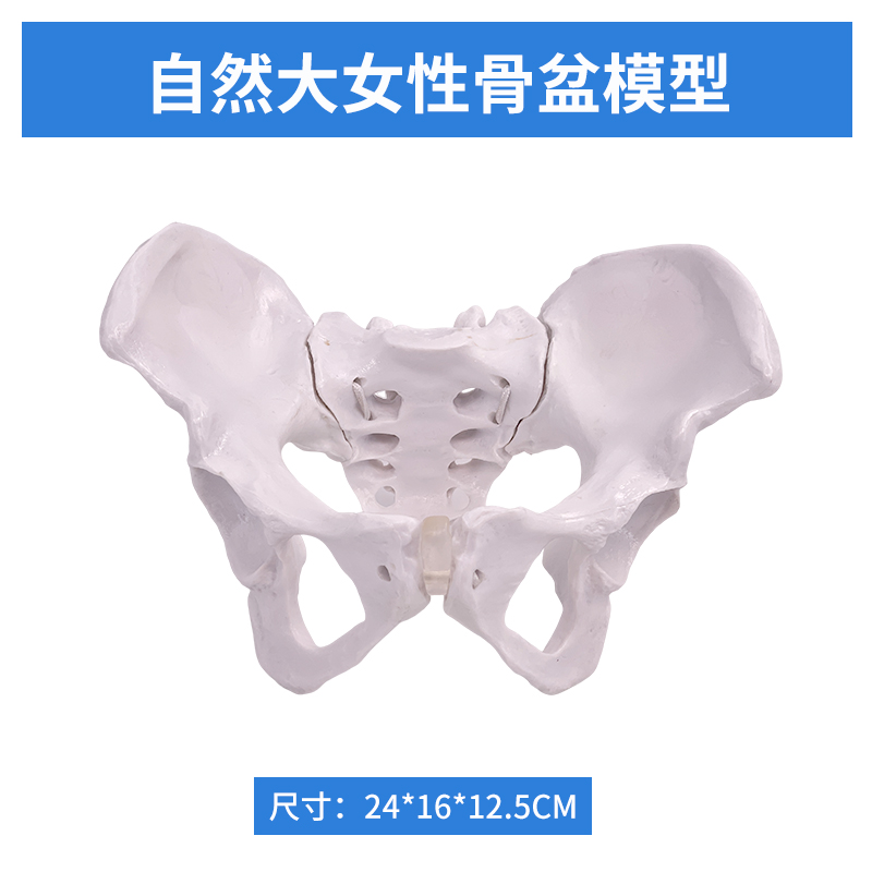 Natural large female pelvic model-0