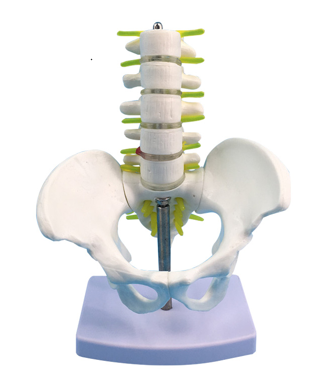 Small pelvic belt five - segment lumbar spine model-1