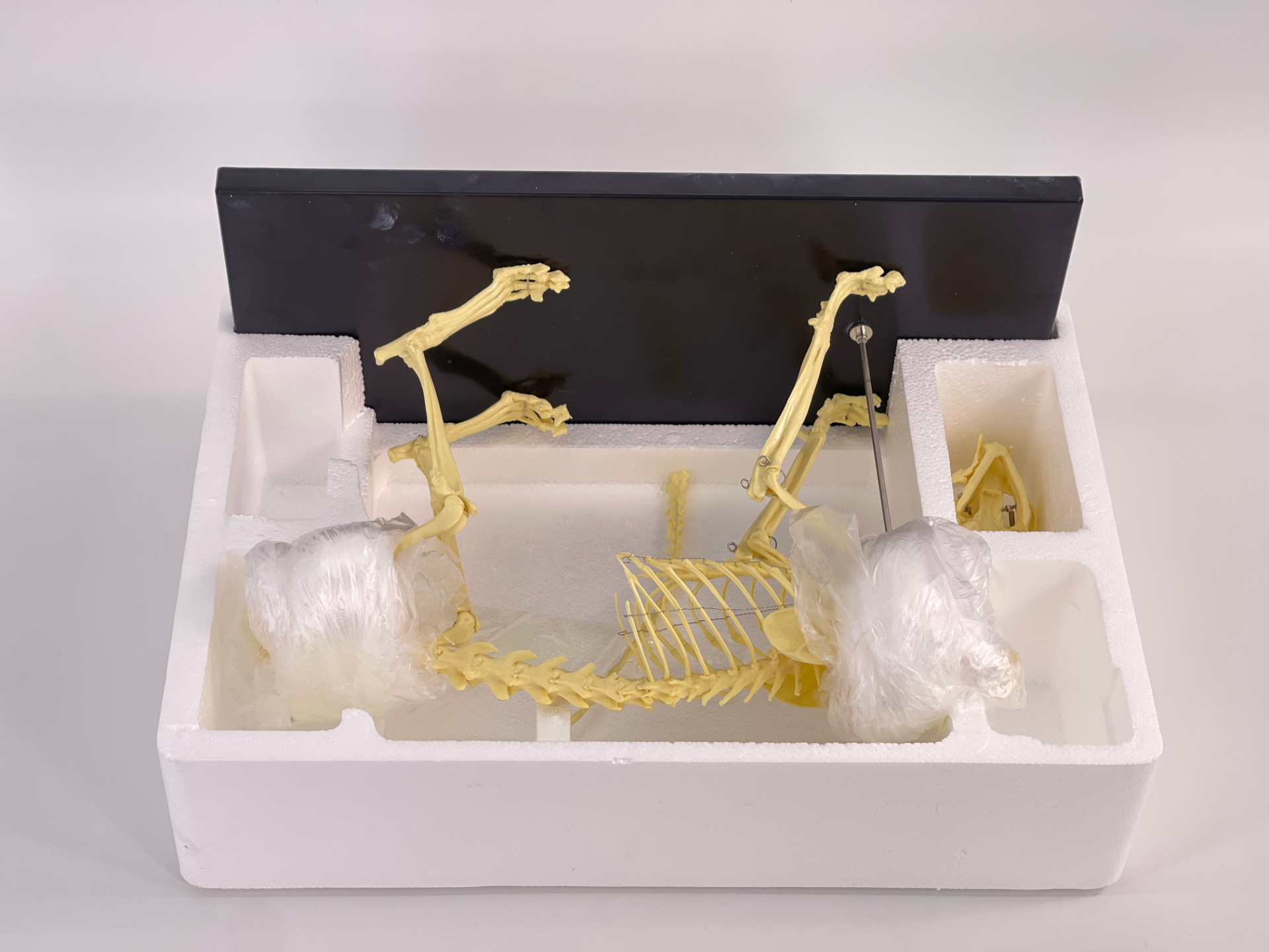Small cat skeleton-0