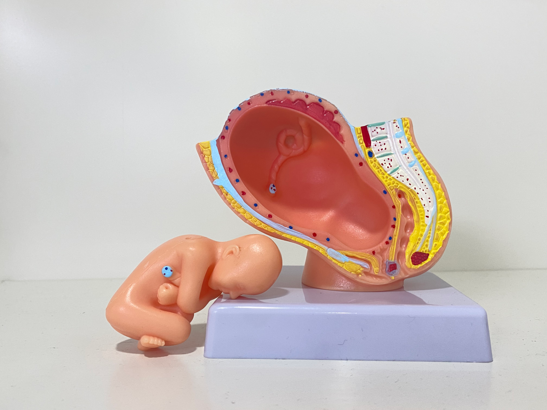 Small nine - month pregnancy embryo model-0