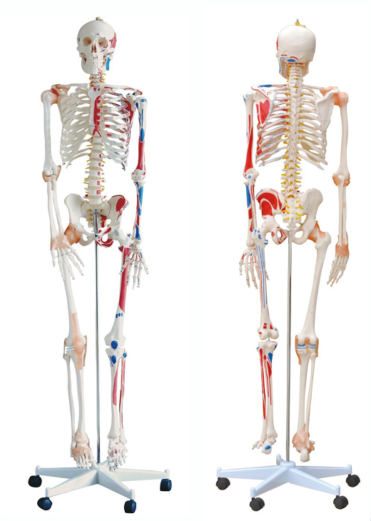 170cm human skeletal model with colored muscles and ligaments-1