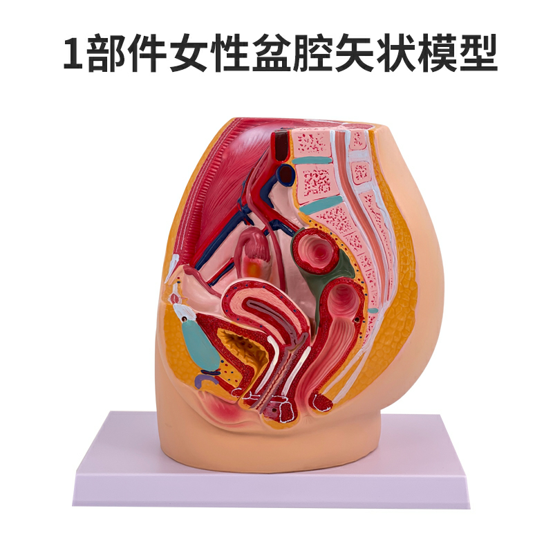 A component of the female pelvis-0