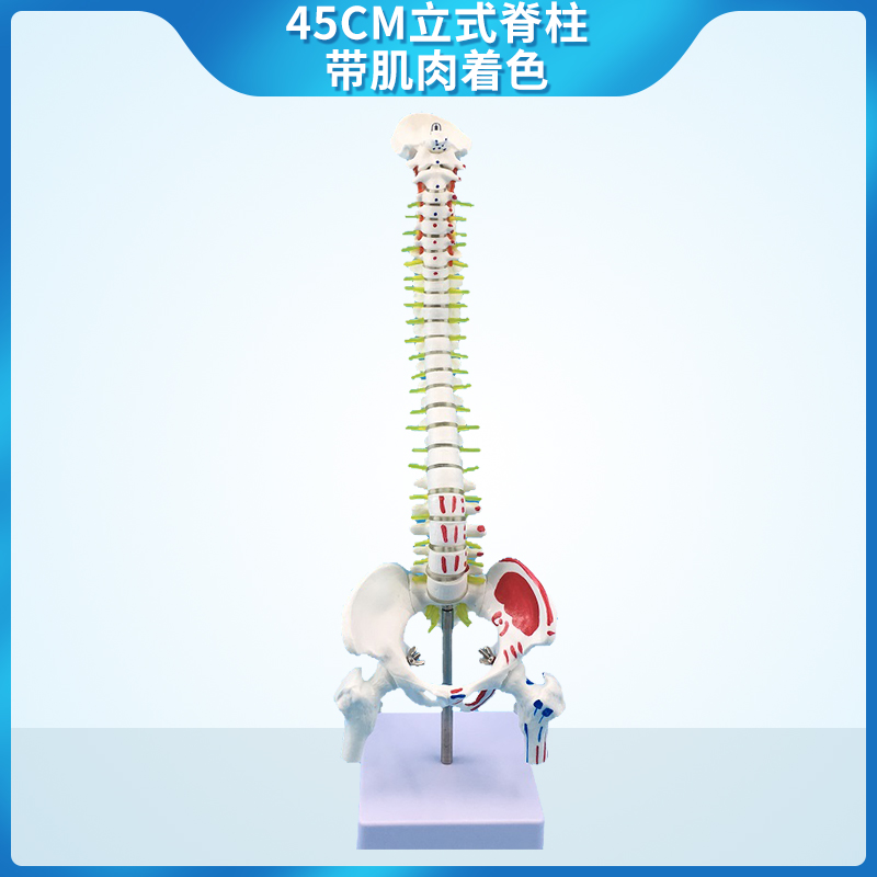 45cm vertical spine with colored muscles-1