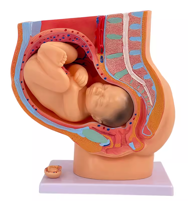 Natural full - term 9 - month pregnancy embryo model-1