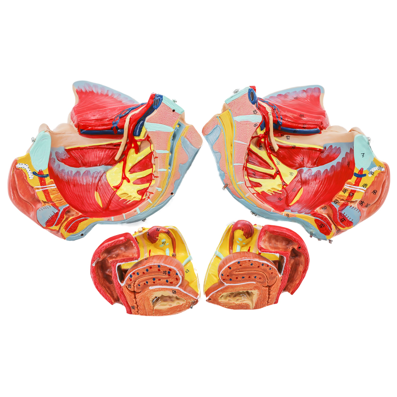 Model of female pelvis with genitals, blood vessels and nerves-0