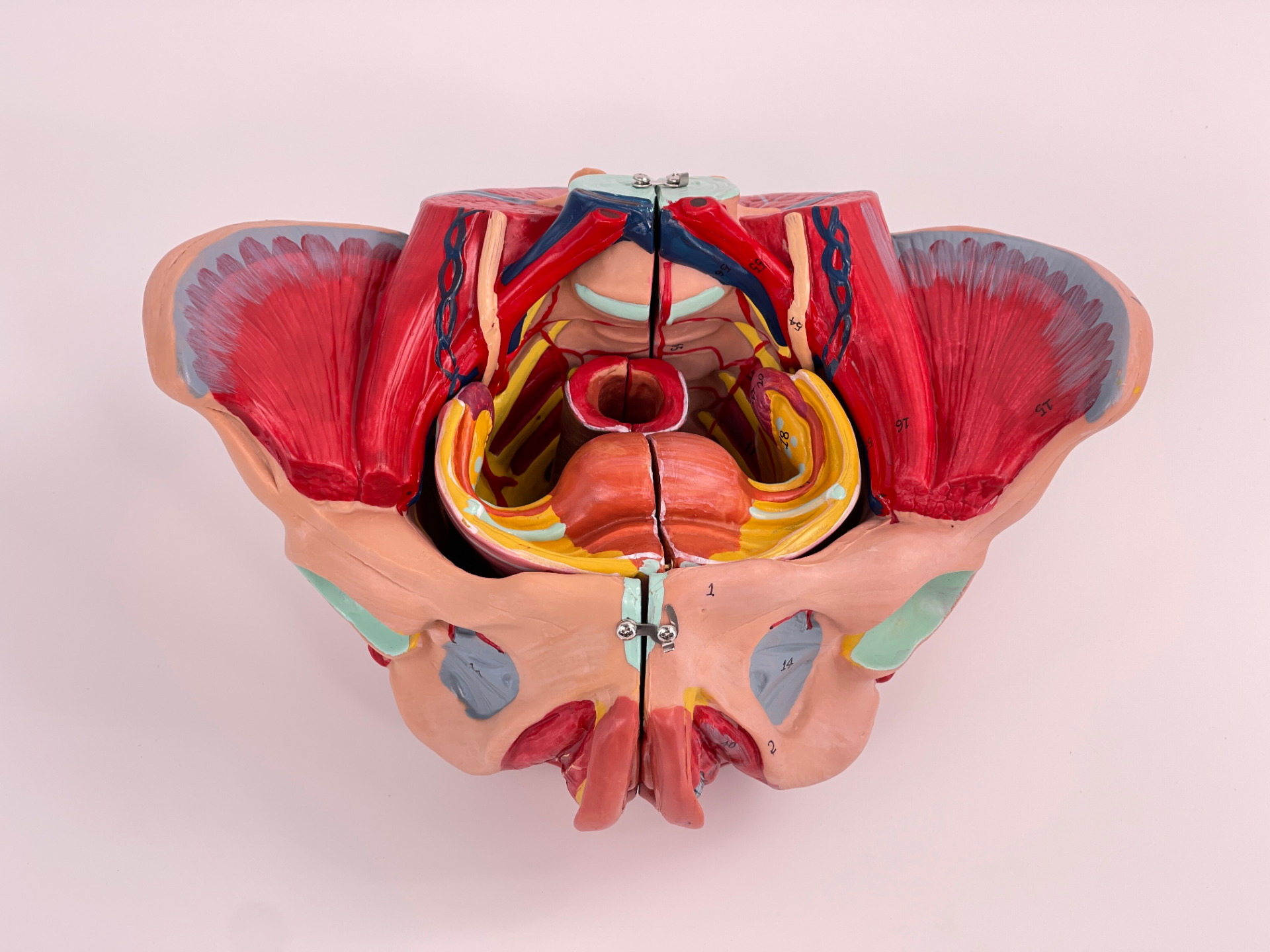 Model of female pelvis with genitals, blood vessels and nerves-1