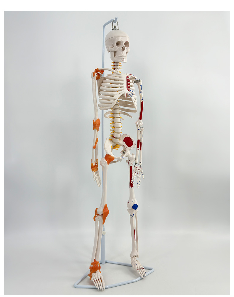 85cm wall-mounted skeleton with ligaments and muscles colored-1