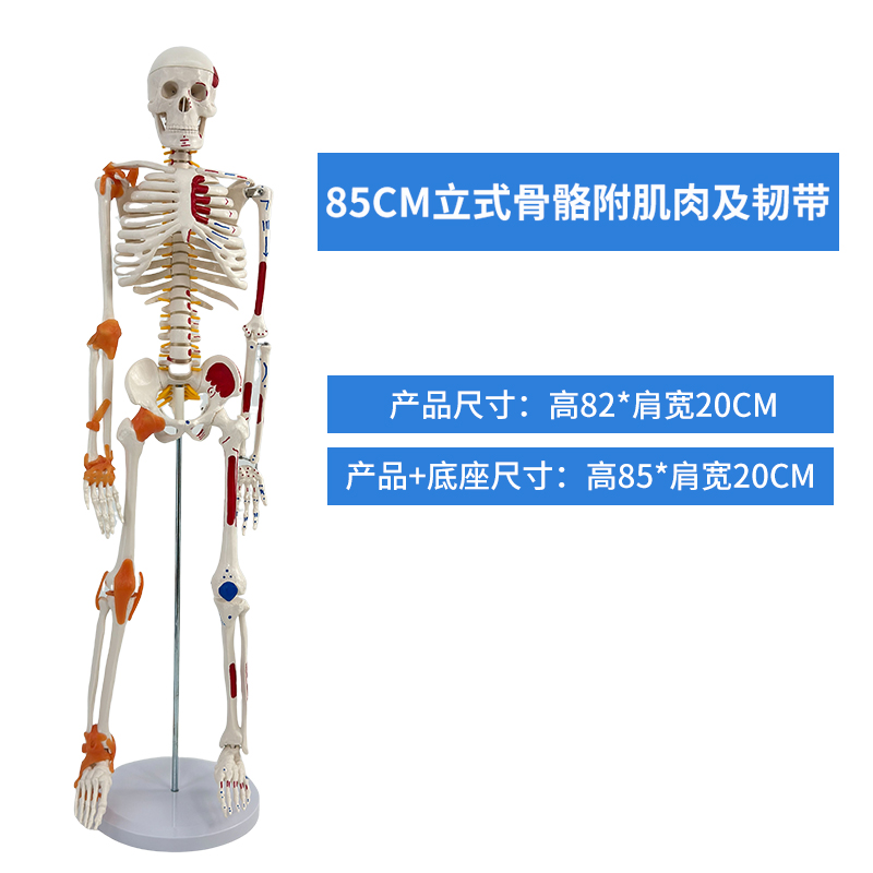 85cm vertical skeleton with ligaments and muscles colored-0
