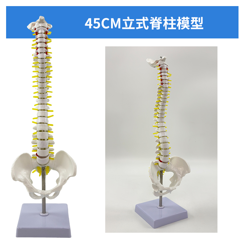 45cm vertical spine (without femur)-0