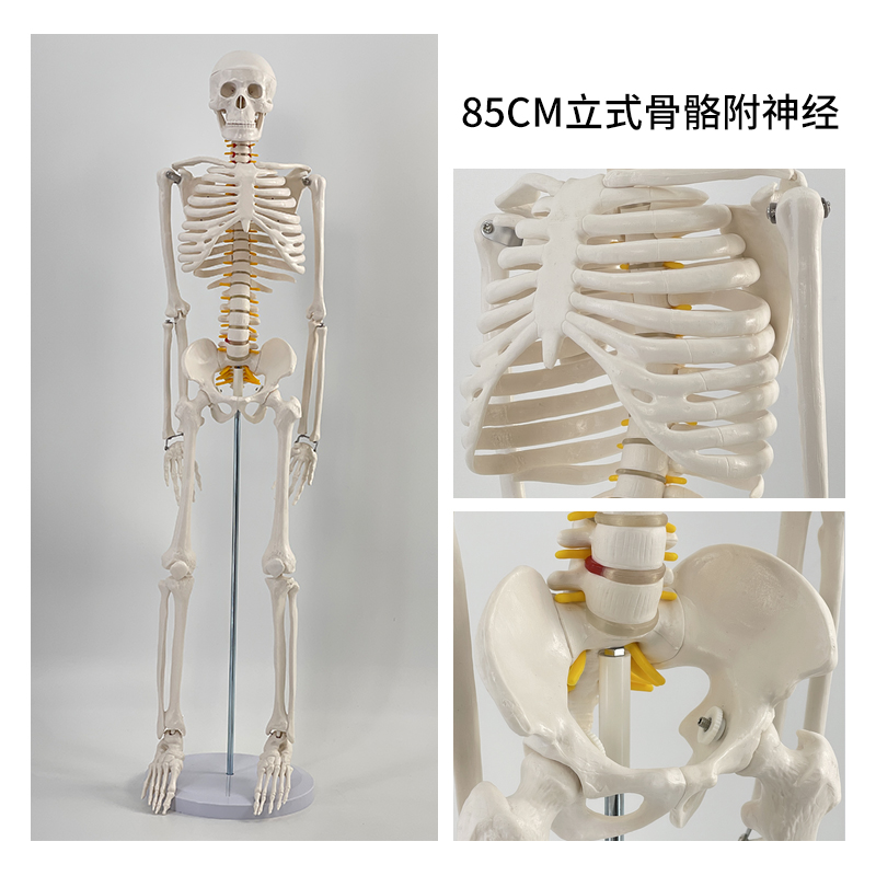 85cm vertical skeleton with nerve roots-0